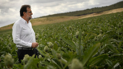 Spain's acting Primer Minister and candidate of Popular Party, Mariano Rajoy, crosses a field of artichokes during a campaign election rally in Tudela, northern Spain, Wednesday, June 15, 2016. Spain's political parties are set to launch two-week campaigns leading up to a June 26 election aimed at breaking six months of political paralysis after a December election failed to negotiate a governing coalition. (AP Photo/Alvaro Barrientos)