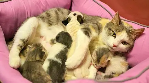 cat
