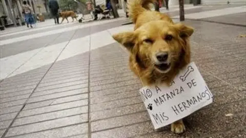 perro