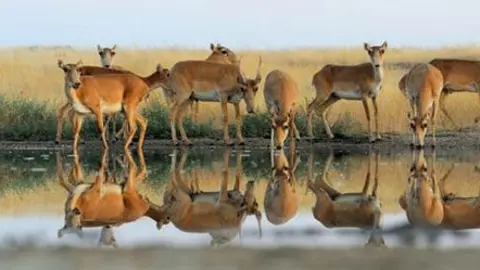 antilopes