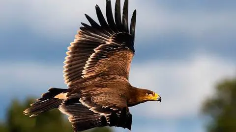 aguila_imperial