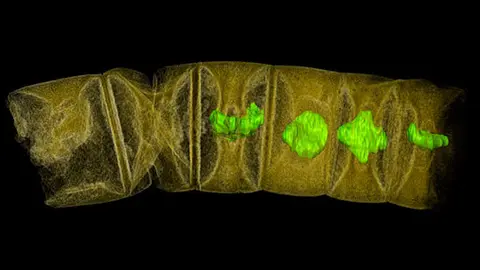 Los-fosiles-de-plantas-mas-antiguos-del-mundo-tienen-1.600-millones-de-anos_image_380
