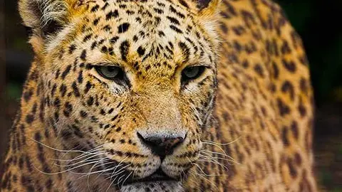 asi-protege-ecologista-kurda-leopardo-persa-destrozado-guerra