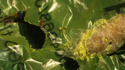 La-oruga-comeplastico-que-ayudara-a-salvar-el-medioambiente_image_380