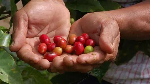 comercio-justo