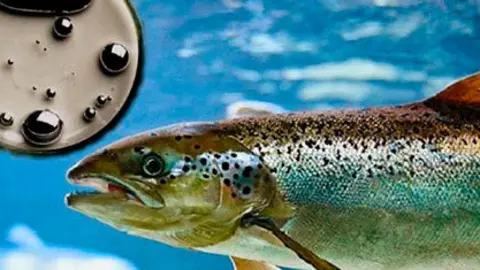 mercurio-niveles-peces