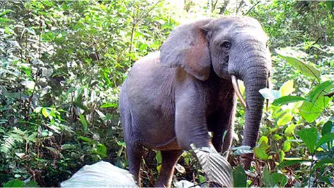 Mas-de-25.000-elefantes-asesinados-en-una-decada-en-Gabon_image_380