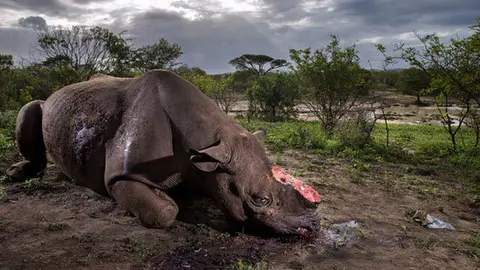 El-rinoceronte-mutilado-imagen-ganadora-en-el-Wildlife-Photographer-2017_image640_