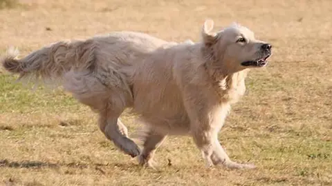 perro
