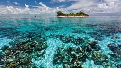 coral