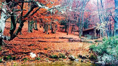 bosque