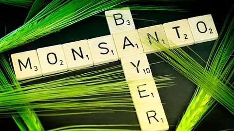 bayer