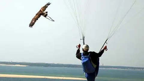 volar