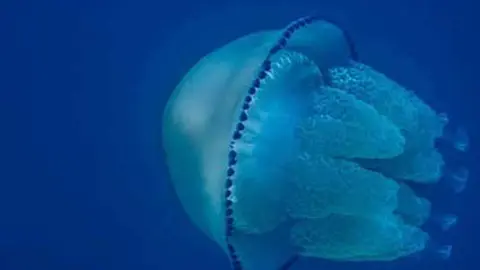 mar