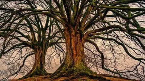 arbol