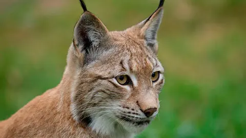 La-caza-ilegal-amenaza-tambien-a-los-linces-europeos_image_380
