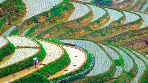 cultivo-arroz