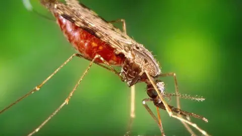 mosquito-malariab