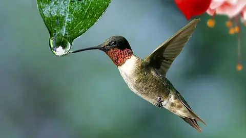 colibri