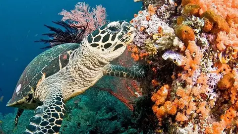 coral