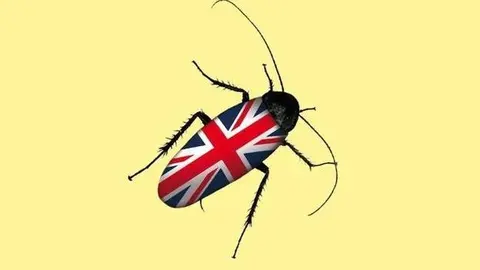 mcewancucaracha