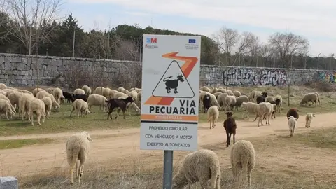 via pecuaria