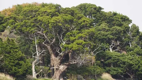 juniperus-chinensis-adulto-1024x683bbb