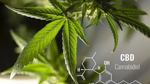 cbd