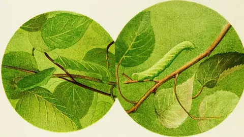 Image from page 360 of "Concealing-coloration in the animal kingdom; an exposition of the laws of disguise through color and pattern: being a summary of Abbott H. Thayer's discoveries" (1909)