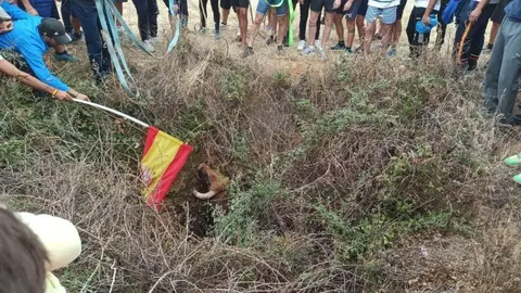 toro en zanja, Humanes 2021