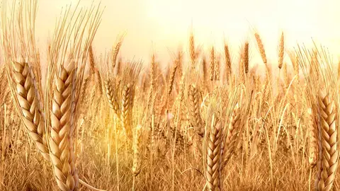 Campo de trigo