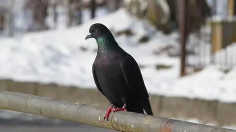 envidia pajaro