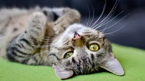 pereza gato