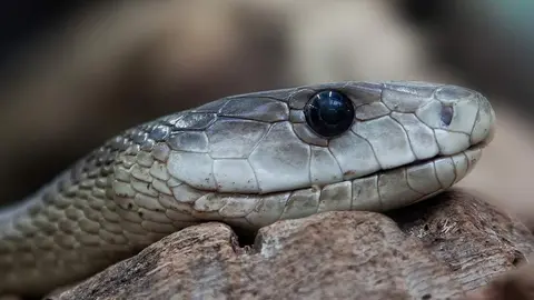serpiente