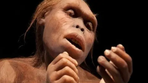 AUSTRALOPITHECUS