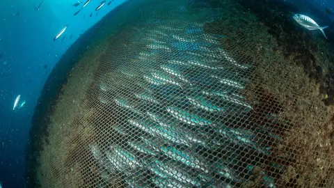 10/6/2024. Roquetas de Mar, Almer&iacute;a, Andaluc&iacute;a, Espa&ntilde;a.

Greenpeace visita las piscifactor&iacute;as de Roquetas de Mar en Almer&iacute;a para comprobar el impacto de las macrogranjas marinas en la biodiversidad de la zona y para pedir el fin de las pr&aacute;cticas destructivas y exigir la protecci&oacute;n de los oc&eacute;anos.
&copy;Greenpeace/Joan Costa