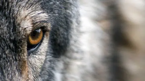 lobo ojos