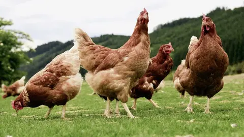07.11.2025 Gallinas_1