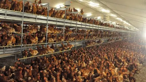 Granja-gallinas-intensiva-2929275962-1080x608
