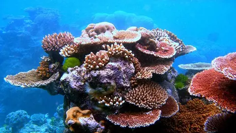 Coral outcrop on Flynn Reef