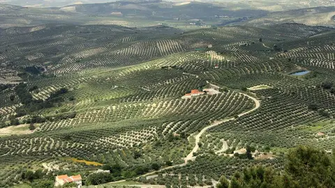 Olivos-de-Jaen - Cuaderno de Cultura Cient&iacute;fica