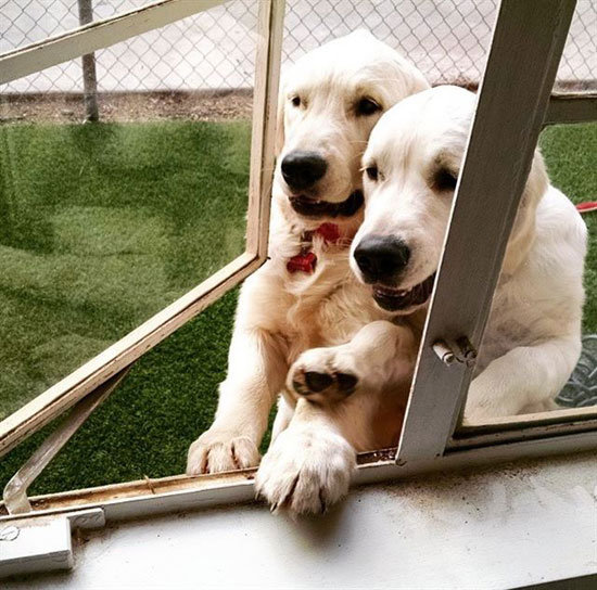 perros