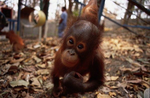 Orangutan sanctuary Wanariset Samboja, threatened by forest fires, Indonesia (Annual Report 1998 page 11)