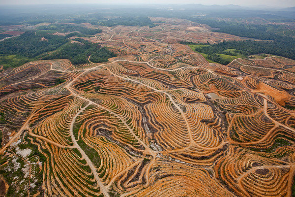 A network of access roads on former orang-utan habitat inside the PT Karya Makmur Abadi Estate II palm oil concession. PT KMA II is a subsidiary of the Malaysian Kuala Lumpar Kepong Berhad (KLK) group.