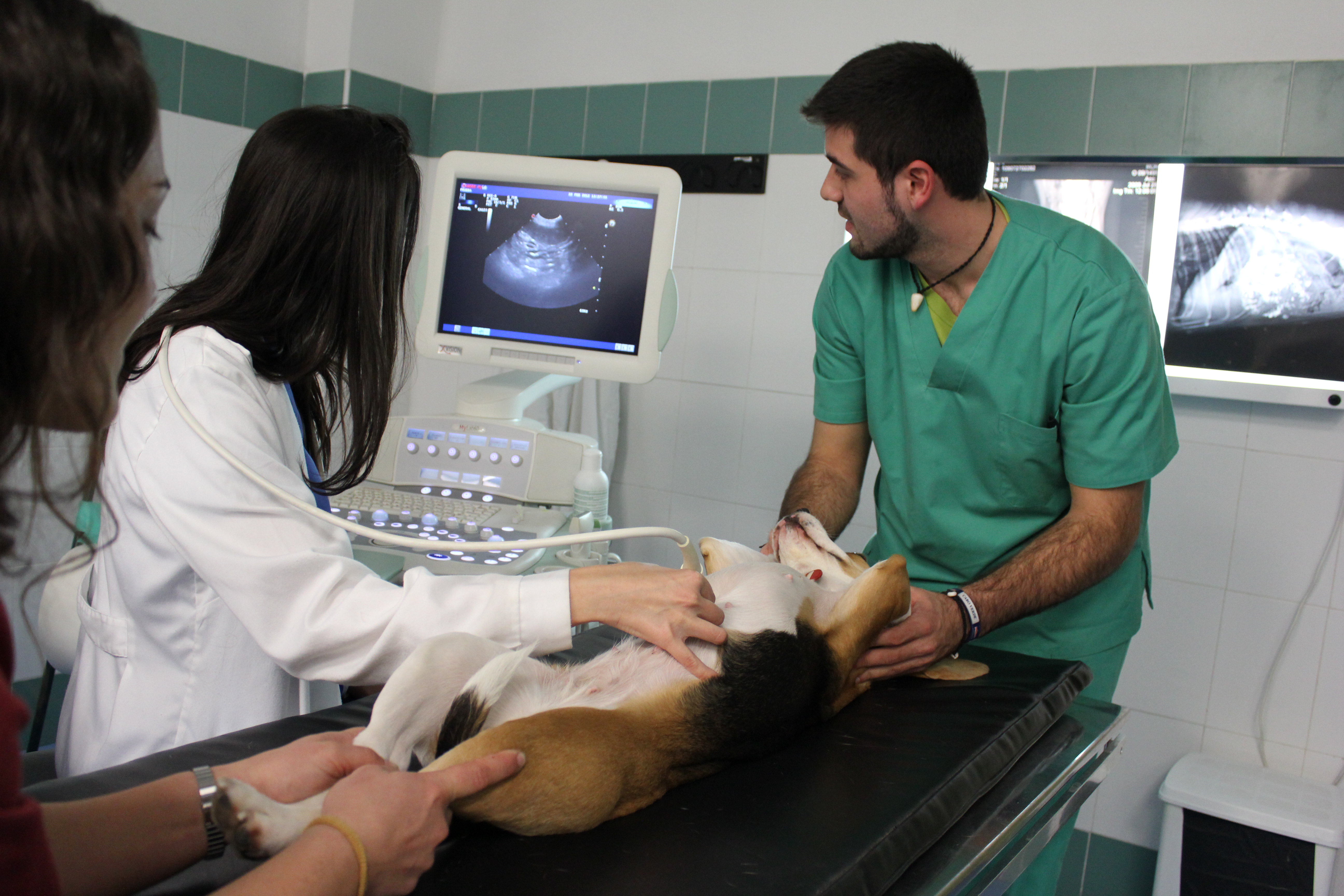 Veterinary Molecular Diagnostics Market

