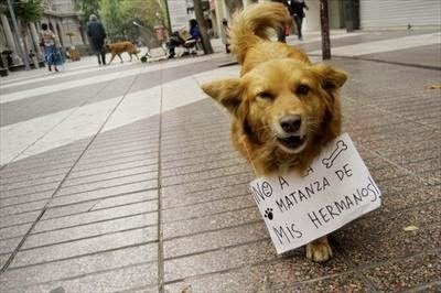 perro