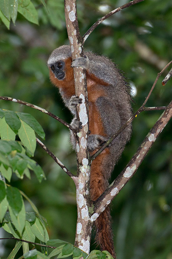 zogue_zogue_rabo_de_fogo__callicebus_miltoni__ag_5998_lr