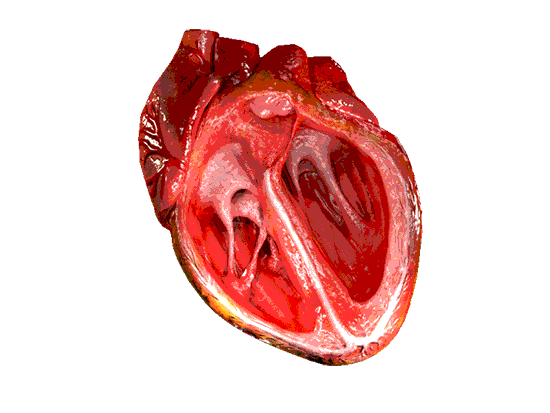 CG_Heart_image671_405