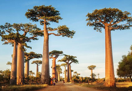 madagascar-3