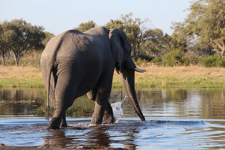 botsuana elefante